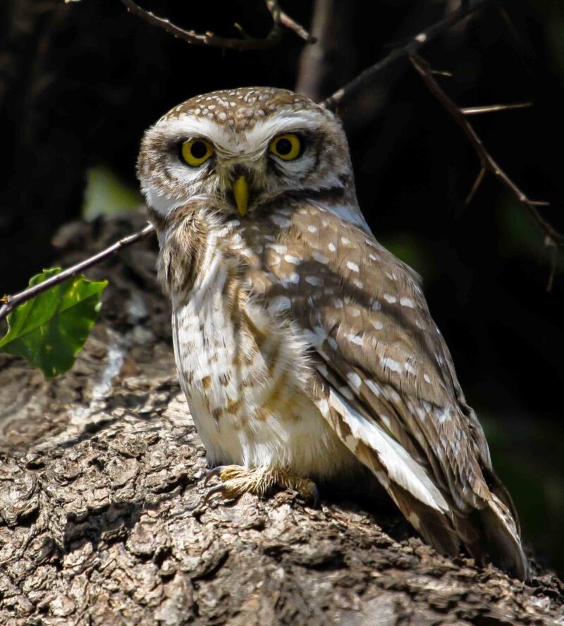Close up of a Spotted owlet perching on a tree trunk