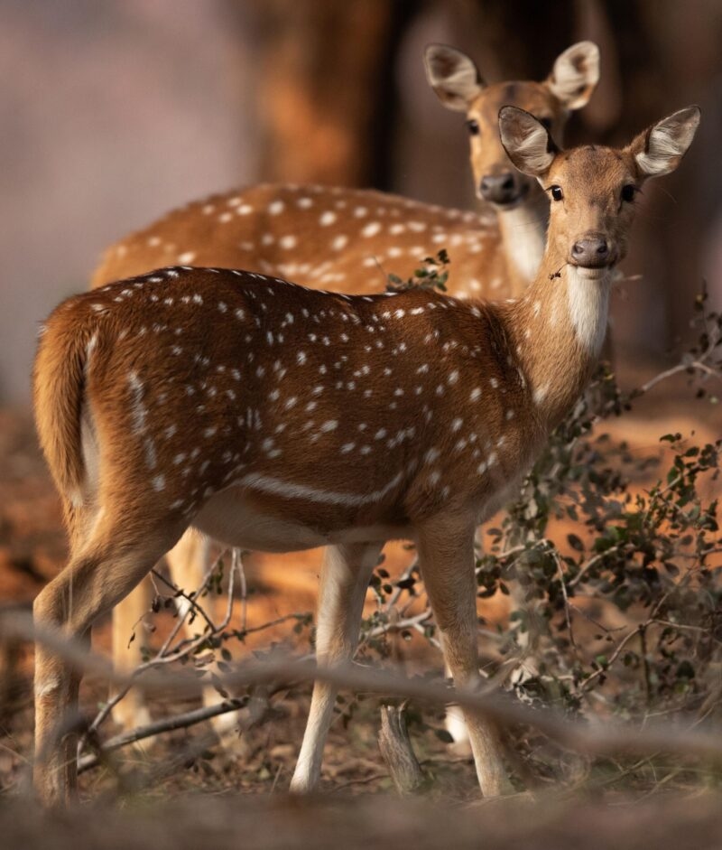 A pair of Cheetal at Ranthambore Tiger reserve, India