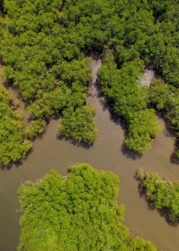 Aerial view of mangrove forests in the Gulf of Chiriquí, Panama