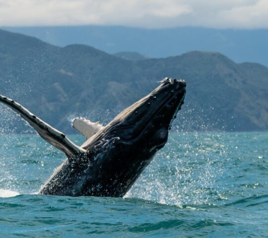 A humpback whale breaching the water