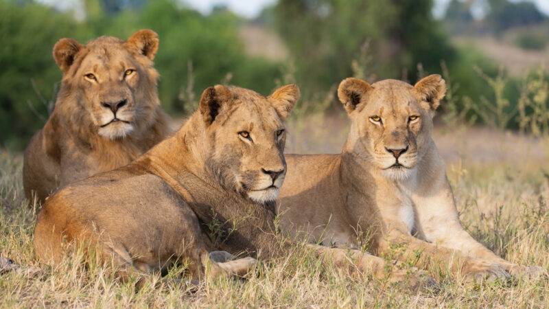 portrait of a african lion sitting in the gras in chobe national park