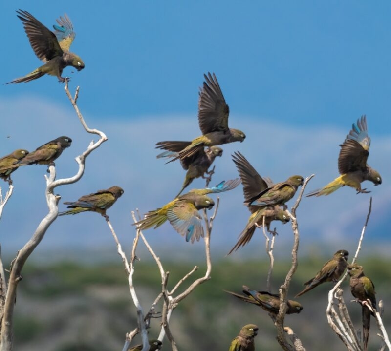 Burrowing parrots (aka., burrowing parakeet or Patagonian conure) (Cyanoliseus patagonus) on the road between Cachi and Cafayate, Salta, Northern Argentina