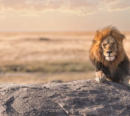 A lion sits on a rock in the Serengeti National Park, Tanzania