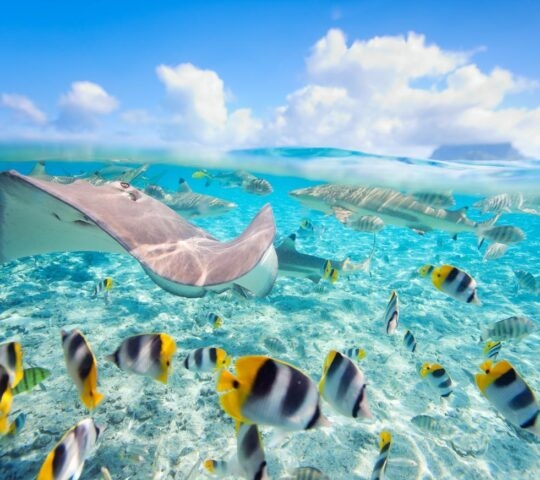 Rich marine life underwater in Bora Bora
