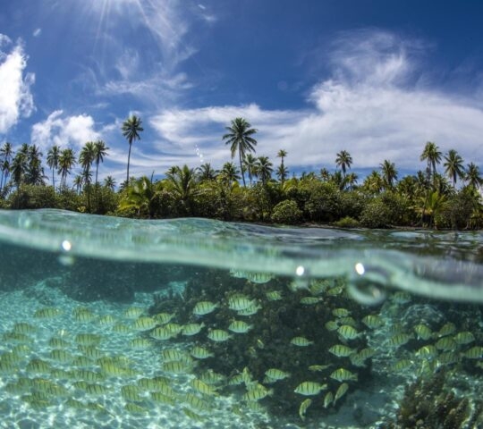 Fish beneath the waves in Bora Bora