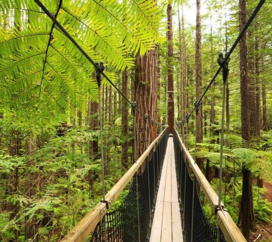 Treewalk through Forest of Tree Ferns and Giant Redwoods in Whakarewarewa Forest near Rotorua, New Zealand