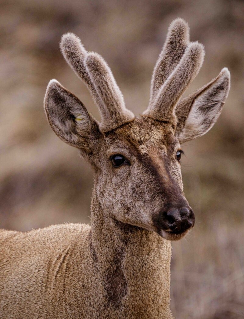 A close-up of a young deer with fuzzy antlers, gazing curiously with a soft brown fur coat against a blurred background.