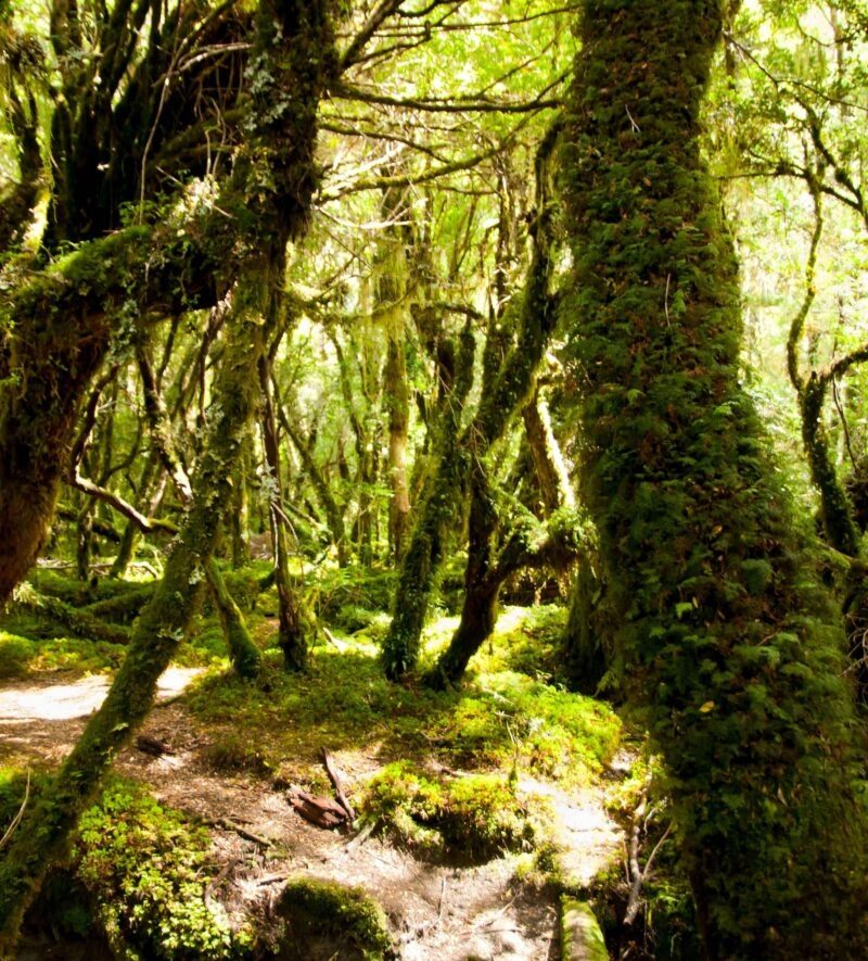 Enchanted Forest - Queulat National Park - Chile