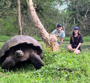 Giant tortoise in Galapagos