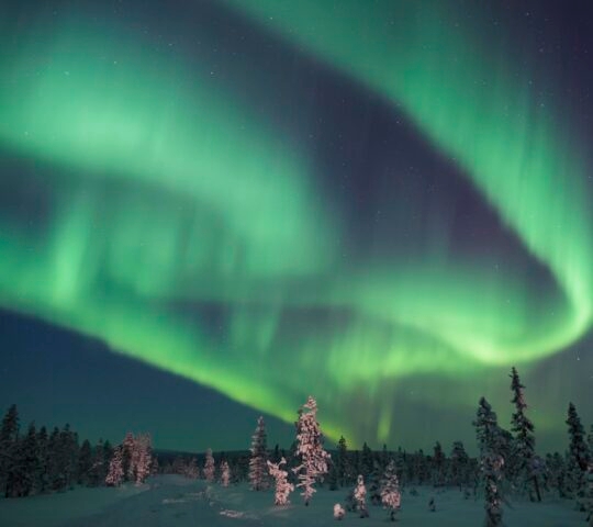 Huge streams of green Northern Lights flow through the night sky above the frozen forests of Swedish Lapland. The central trees are light painted..