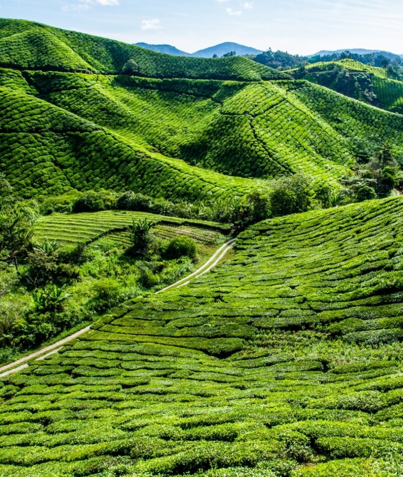 Rolling green hills of a terraced tea plantation are a scenic highlight of luxury Malaysia holidays.