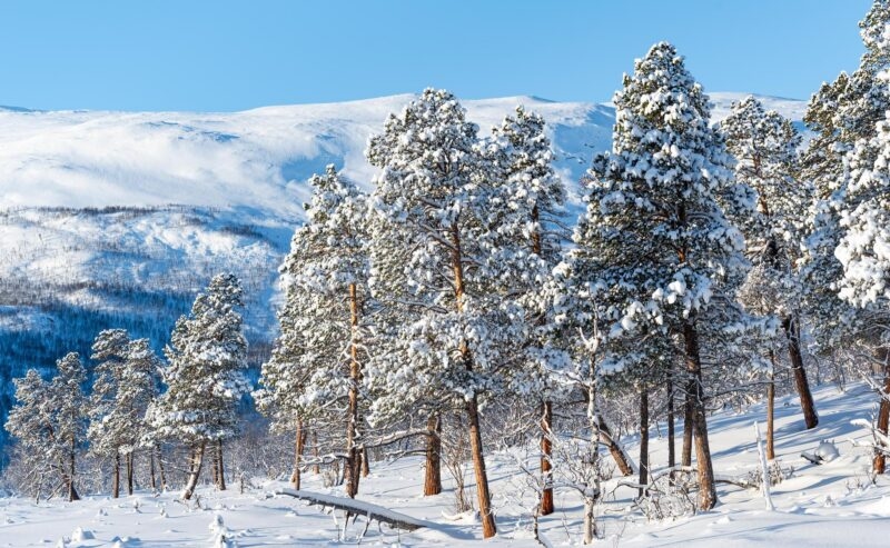 Beautiful snowy trees at Swedish Lapland.