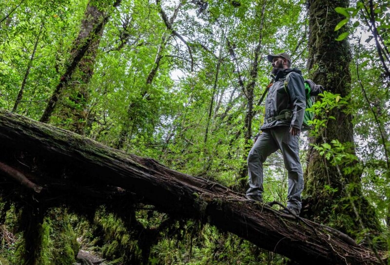 Tourist standing on a fallen tree on a trail in the mountains of chilean patagonia