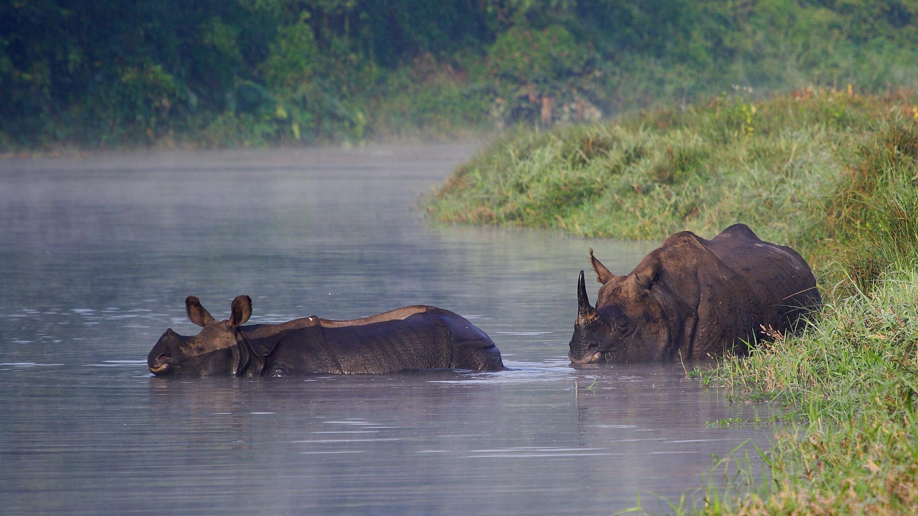 A mother and baby Indian Rhino at the Chitwan National Park in Nepal