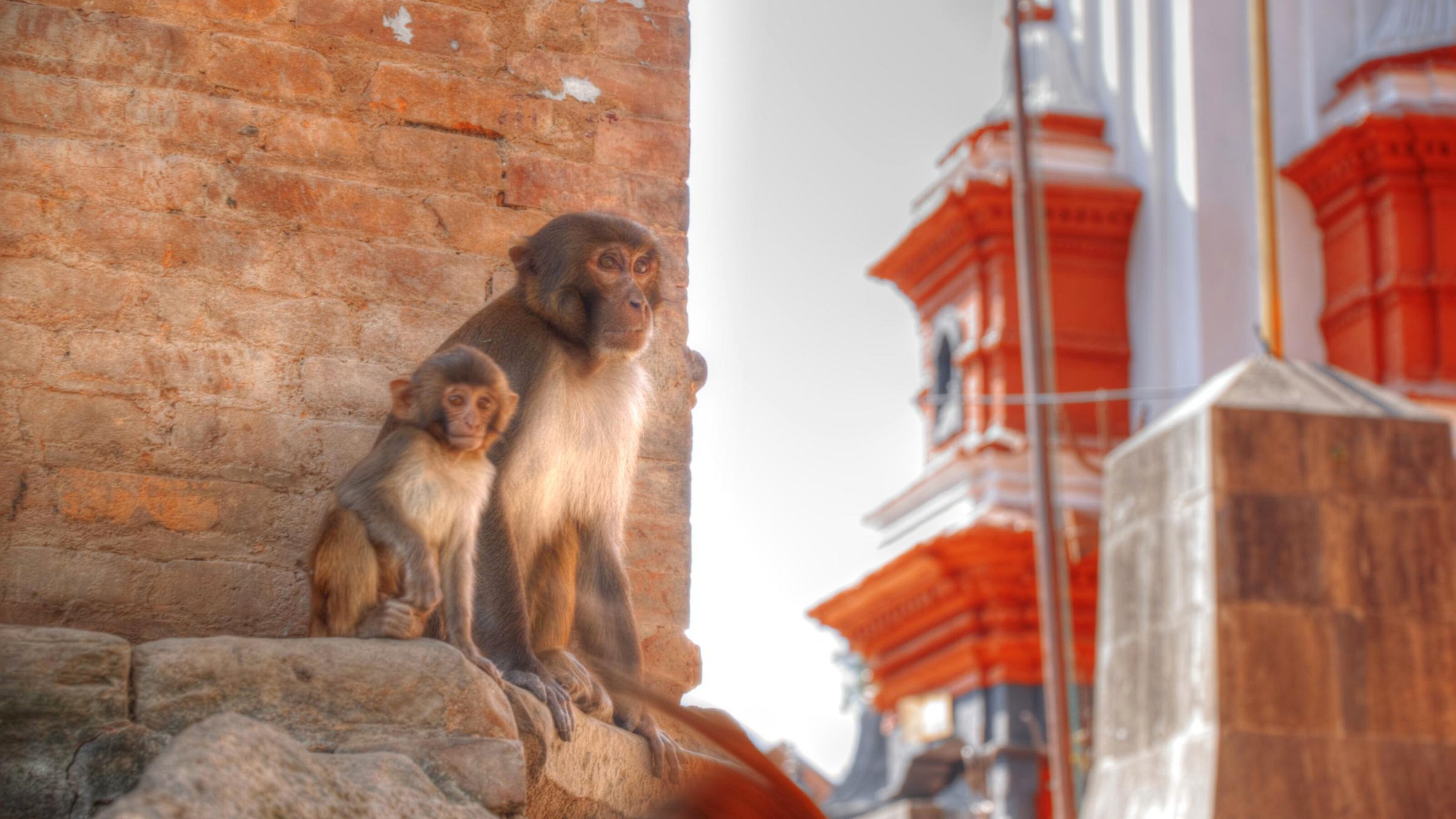Two monkeys sitting on stone steps beside a brick wall, with temple architecture in the background.