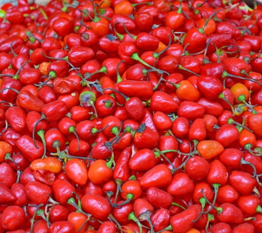 Hot Chillies Kathmandu Bazar Vegetable market