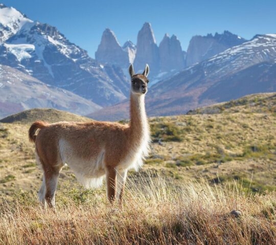 Guanaco in National Park Torres del Paine, Patagonia, Chile
