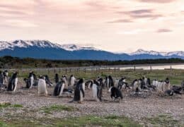 Argentina and Chile Wildlife Explorer