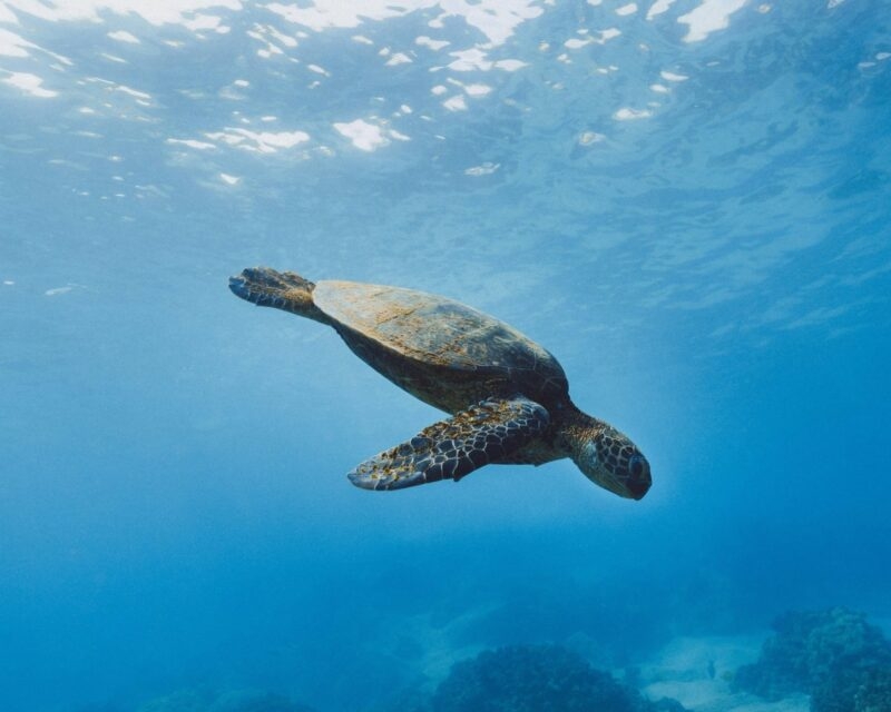 A sea turtle seen underwater around the Galapagos islands