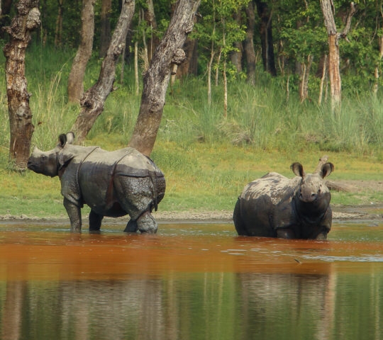 Two mature one-horned rhino in the grasslands, at the edge of a waterhole in Chitwan national park Nepal