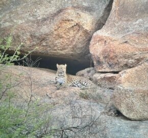 Leopard resting on rocks by a cave entrance, amidst dry vegetation.
