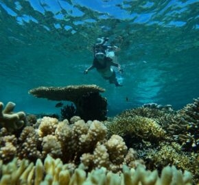 Diver exploring a vibrant coral reef underwater with clear blue water above.