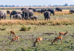 Ultra-luxe Zimbabwe and Botswana