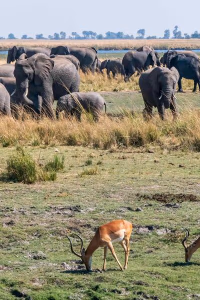 Ultra-luxe Zimbabwe and Botswana