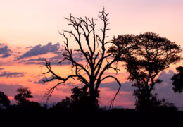 A Romantic Honeymoon to South Africa