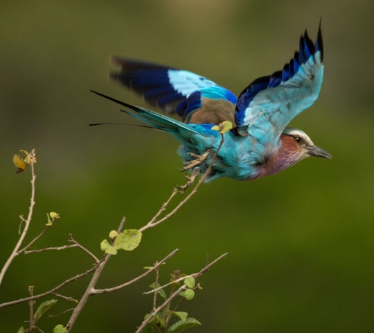 Lilac-breasted roller takes off from bush branch