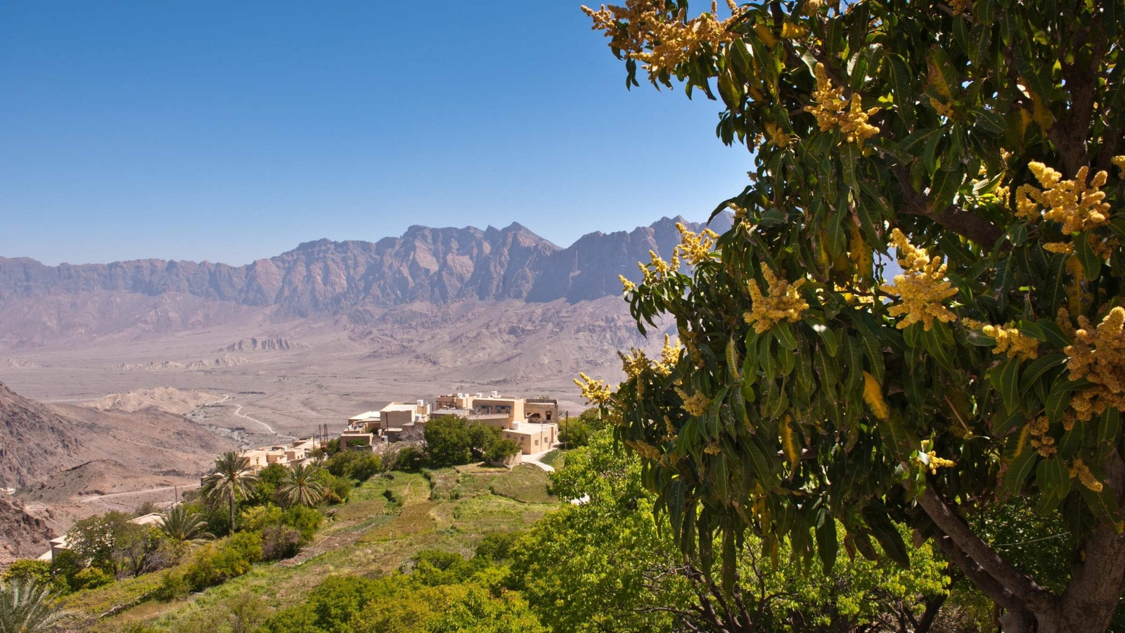 Desert valley view with mountains, flowering tree in foreground and scattered buildings.