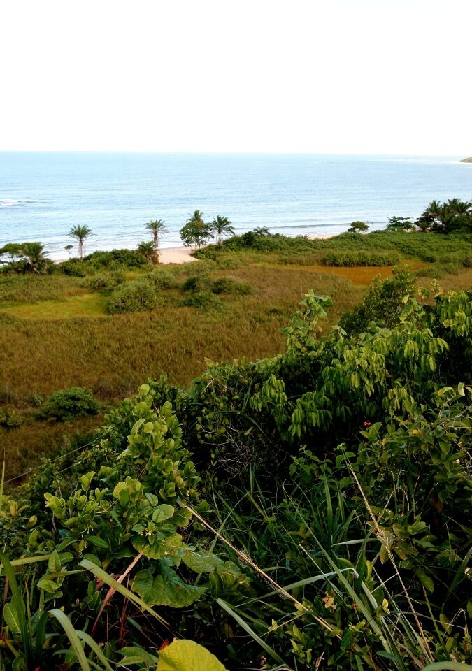 Lush greenery leading to a sandy beach and calm blue ocean.
