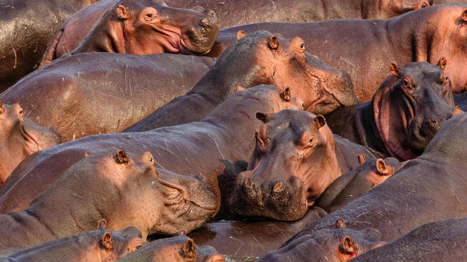 A crowd of hippos in South Luangwa National Park
