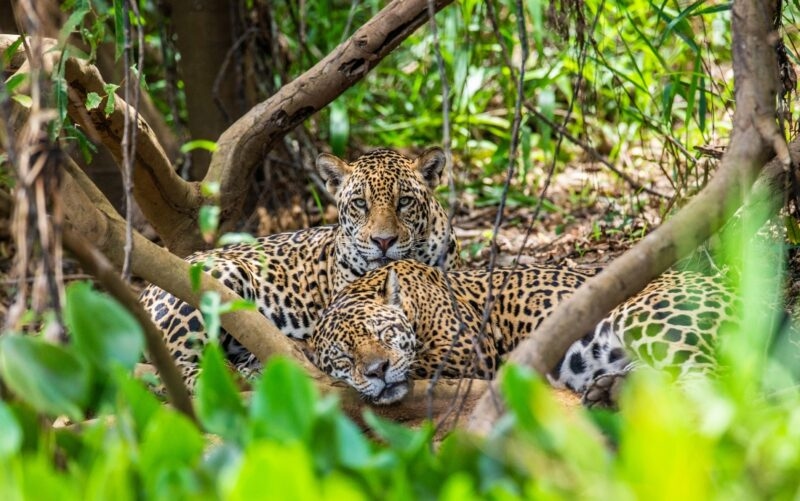 Two jaguars resting together on the ground in a shaded forest area during luxury Pantanal vacations.