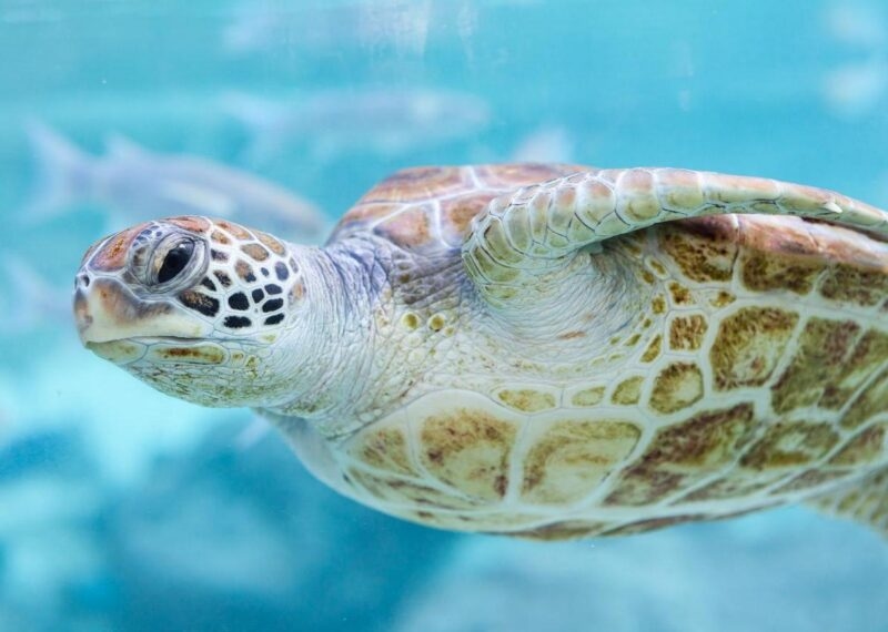 Green turtle (Chelonia mydas), Bora Bora