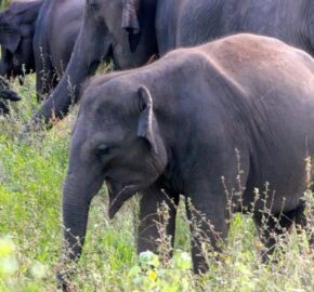 A herd of elephants with a focus on a young one amidst green foliage.
