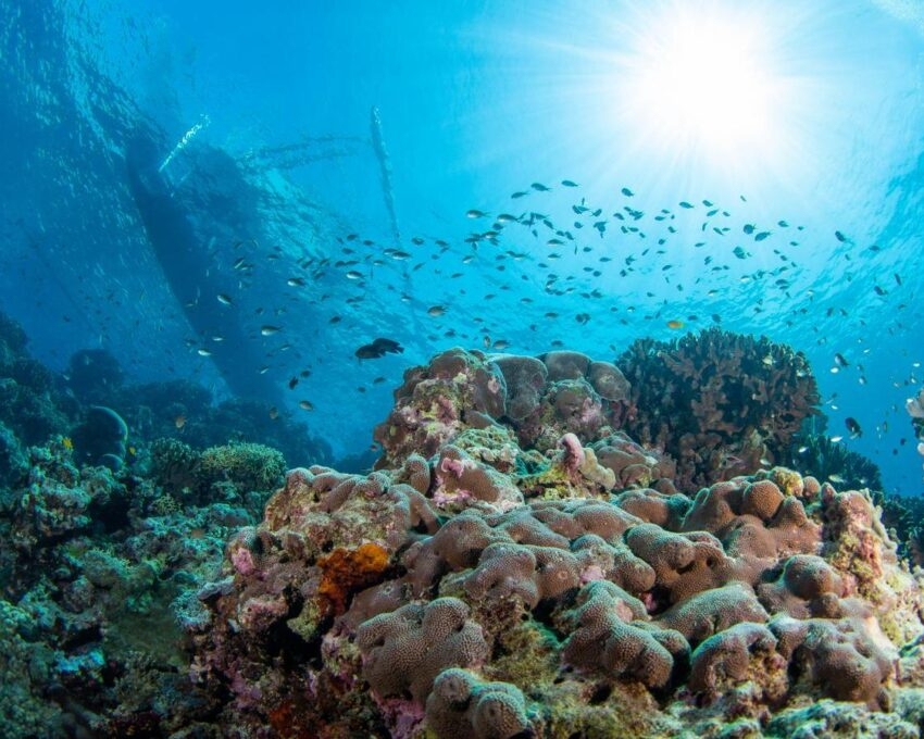 Sunlit coral reef with fish and shipwreck silhouette in the background.