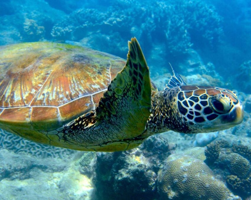 Green turtle swimming at the ocean floor with coral (Chelonia mynas), swimming left to right