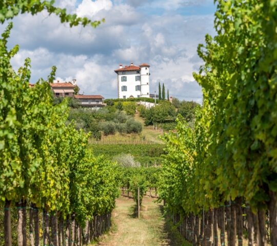 View through rows of vineyards on the Village of Ceglo, also Zegla in famous Slovenian wine growing region Goriska Brda, olive trees below rustic villa, lit by sun, village on top of hill with villa Gredic and beautiful cloudscape in the sky