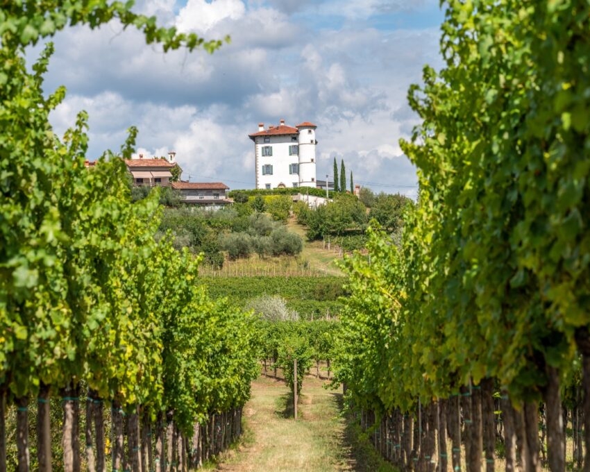 View through rows of vineyards on the Village of Ceglo, also Zegla in famous Slovenian wine growing region Goriska Brda, olive trees below rustic villa, lit by sun, village on top of hill with villa Gredic and beautiful cloudscape in the sky