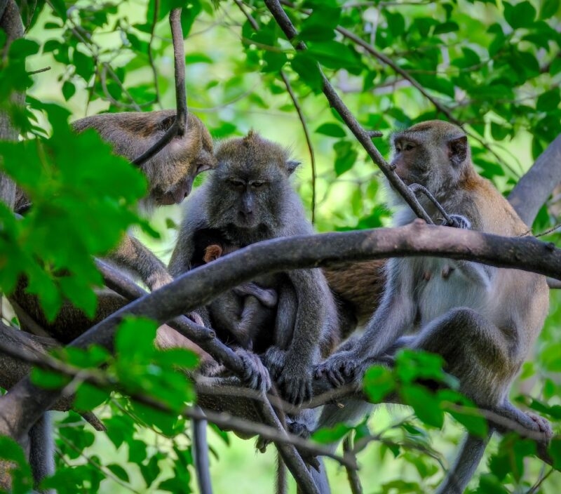 Three monkeys grooming each other on tree branches surrounded by green leaves.