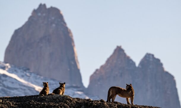 Three cougars on a ridge with rugged mountains in the background.