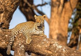 An Awe-Inspiring Journey to Namibia and South Africa