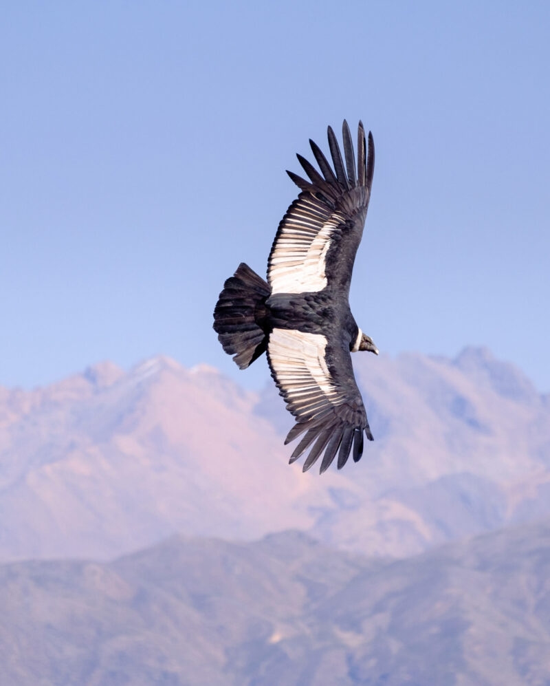 Condor flying above Colca canyon in Peru