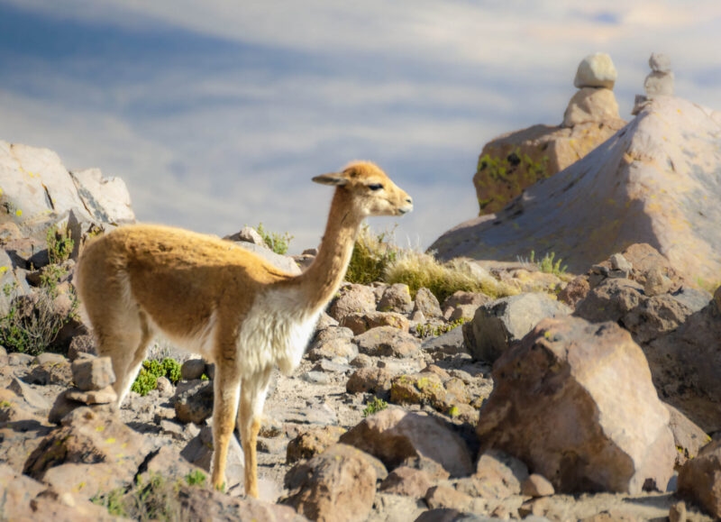 A vicuña standing amid rocky terrain under a blue sky with wispy clouds.