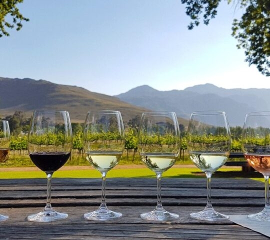 Glasses of wine lined up for a wine tasting in the Winelands, South Africa