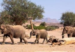 Epic Landscapes and Wildlife Experiences of South Africa