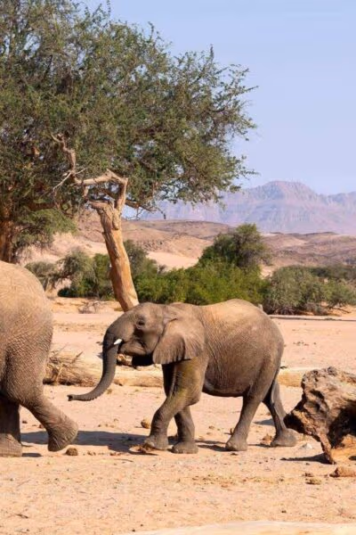 Epic Landscapes and Wildlife Experiences of South Africa