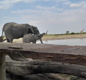 Elephants by a waterhole with a giraffe in the background, viewed over a wooden barrier.