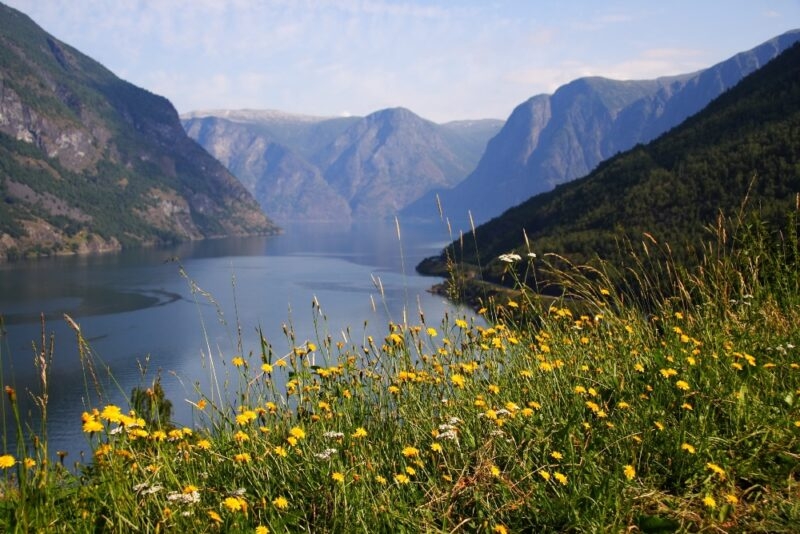 Mountainous fjord landscape with wildflowers in the foreground.